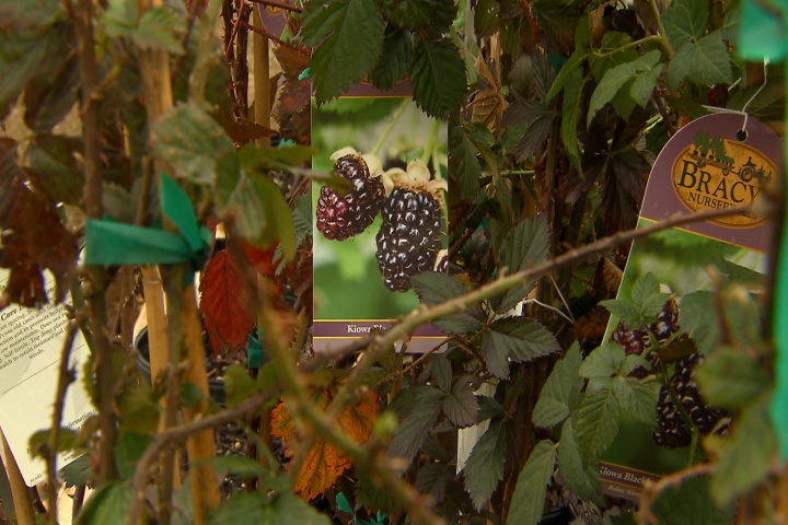 Time to plant fruit trees and bushes